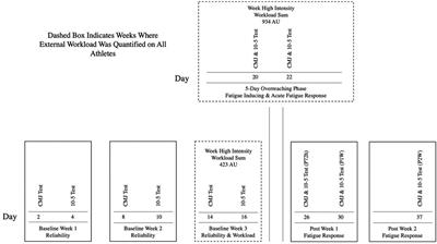 Investigating the stretch-shortening cycle fatigue response to a high-intensity stressful phase of training in collegiate men's basketball